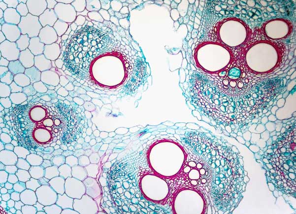A magnified view of cells as seen through a microscope